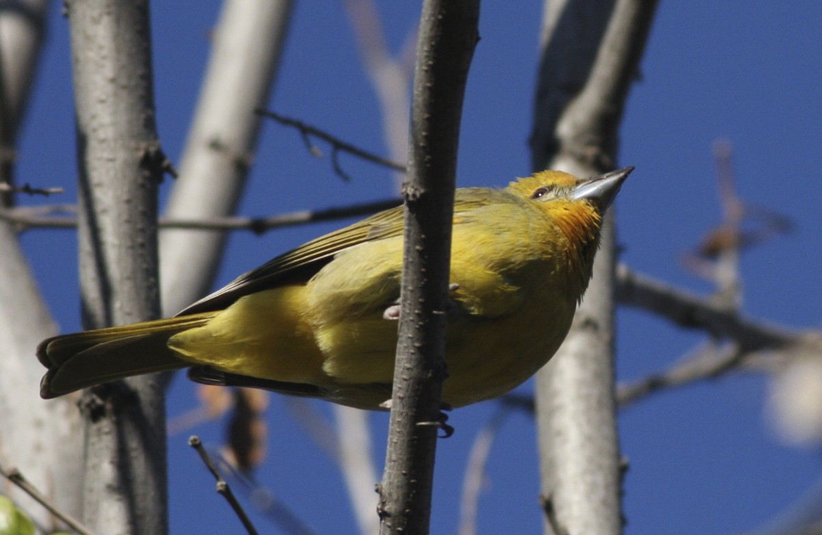 Hepatic Tanager - ML367869321