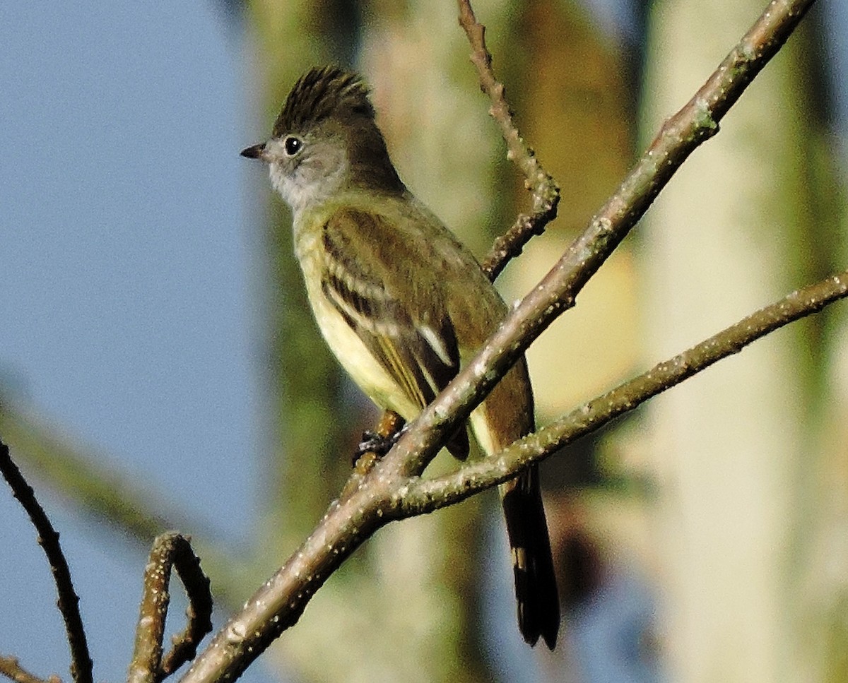 Yellow-bellied Elaenia - Francisco Dubón