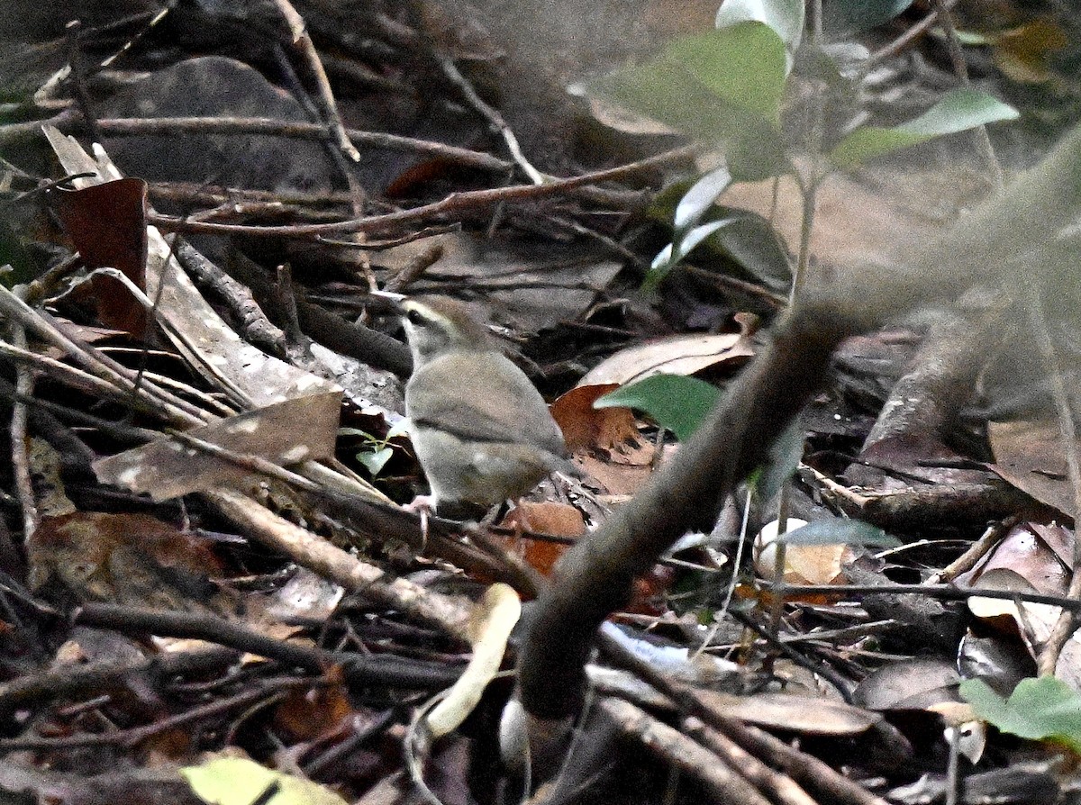 Swainson's Warbler - ML367871321