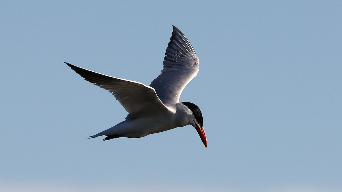 Caspian Tern - ML367871401