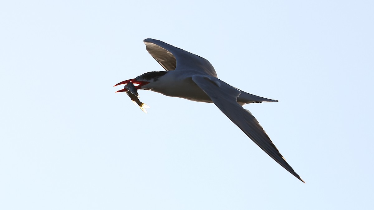 Caspian Tern - ML367871411