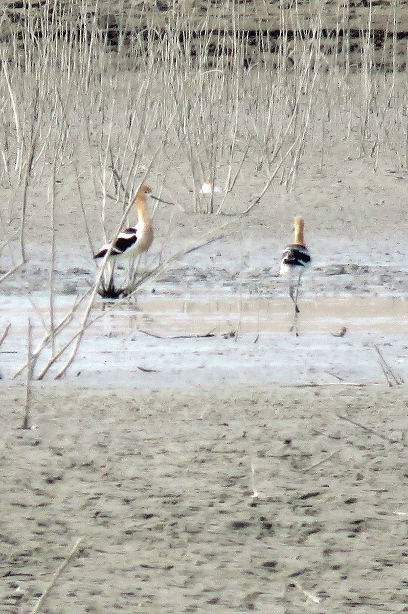 Avoceta Americana - ML367872931