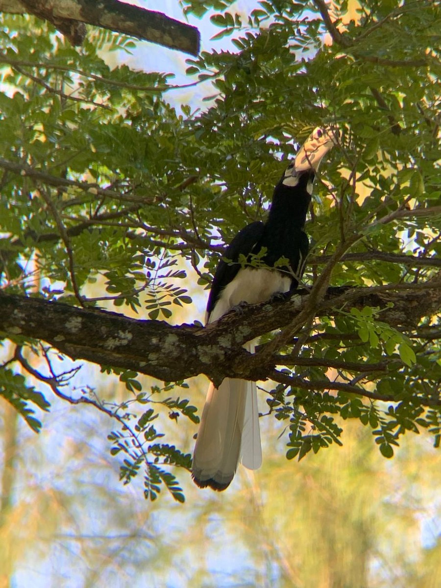 Oriental Pied-Hornbill - ML367873211