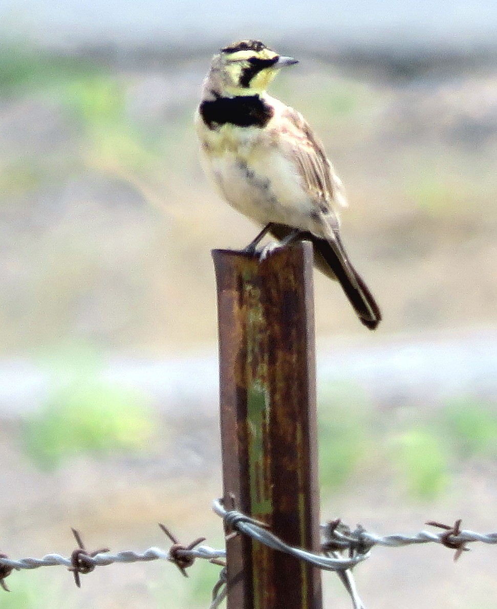 Horned Lark - Patrick O'Driscoll