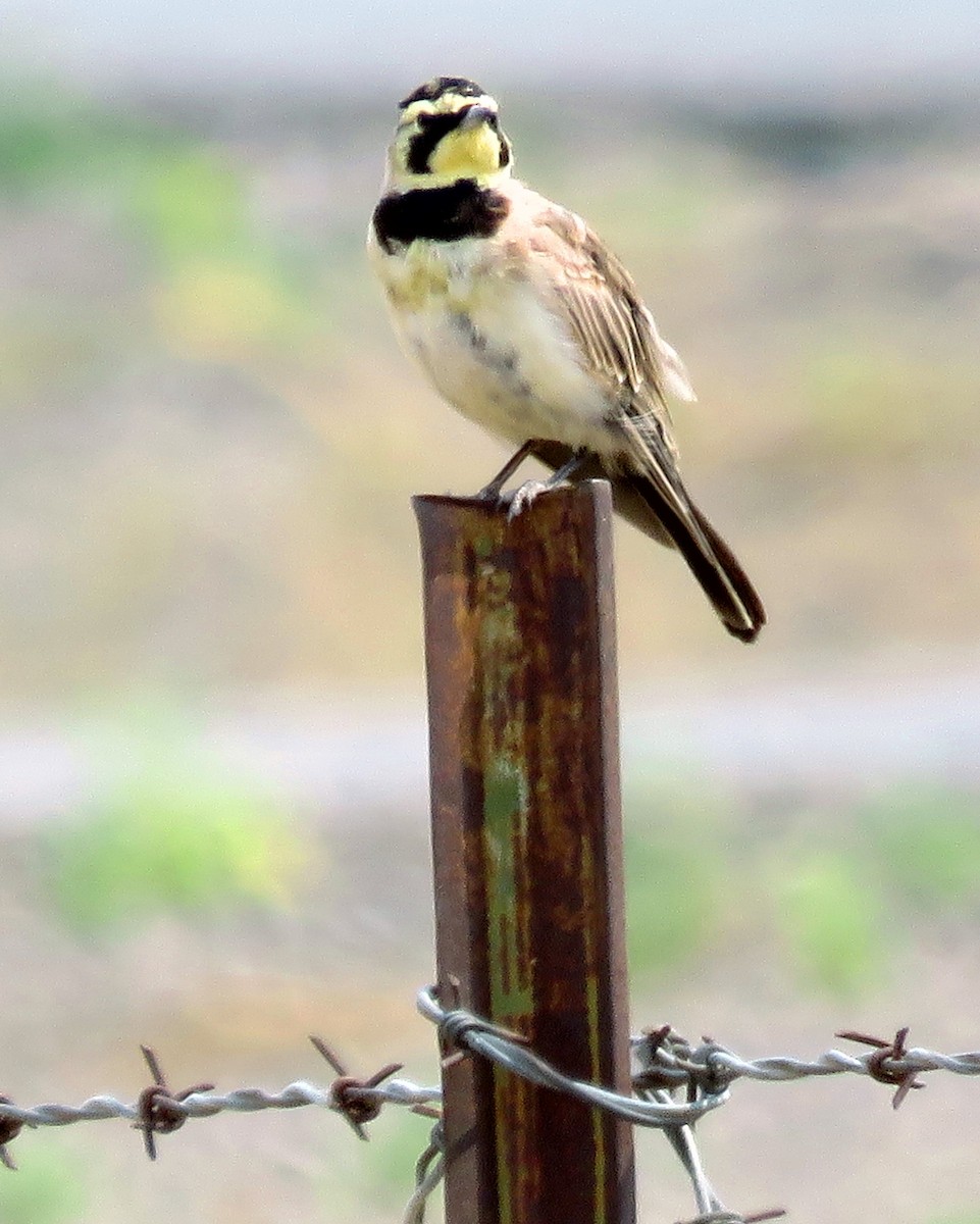 Horned Lark - Patrick O'Driscoll