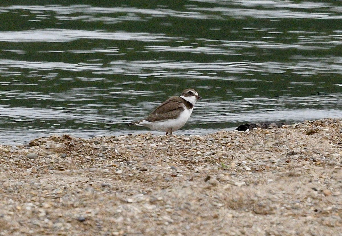 Semipalmated Plover - ML367873751