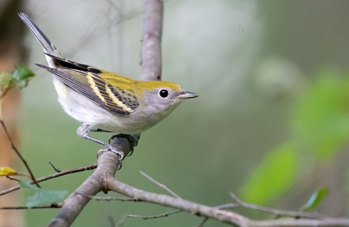 Chestnut-sided Warbler - ML367873951