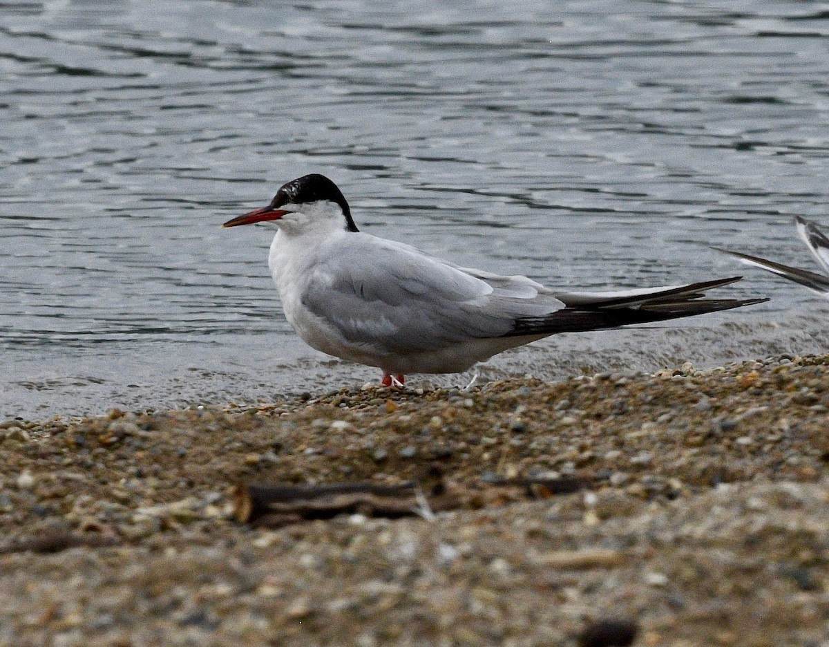 Common Tern - Win Ahrens