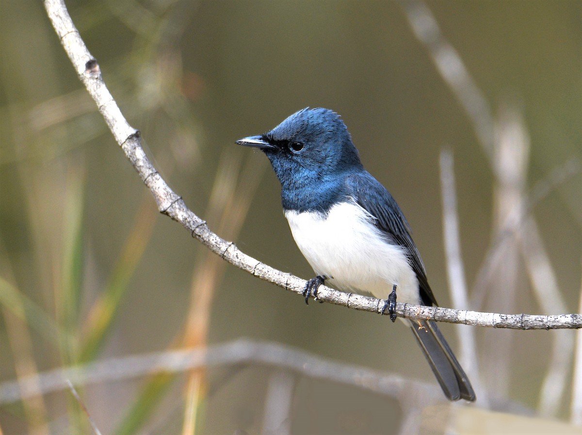 Leaden Flycatcher - ML367874481