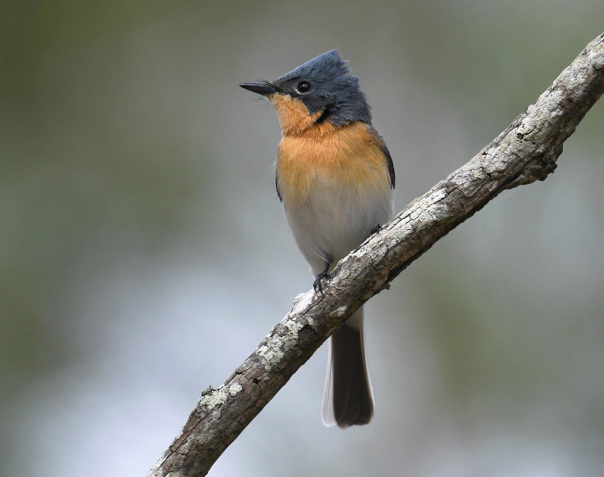 Leaden Flycatcher - ML367874691