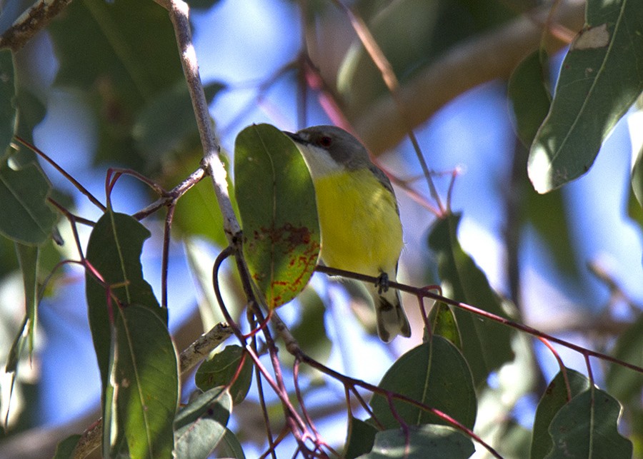 White-throated Gerygone - Stephen Murray