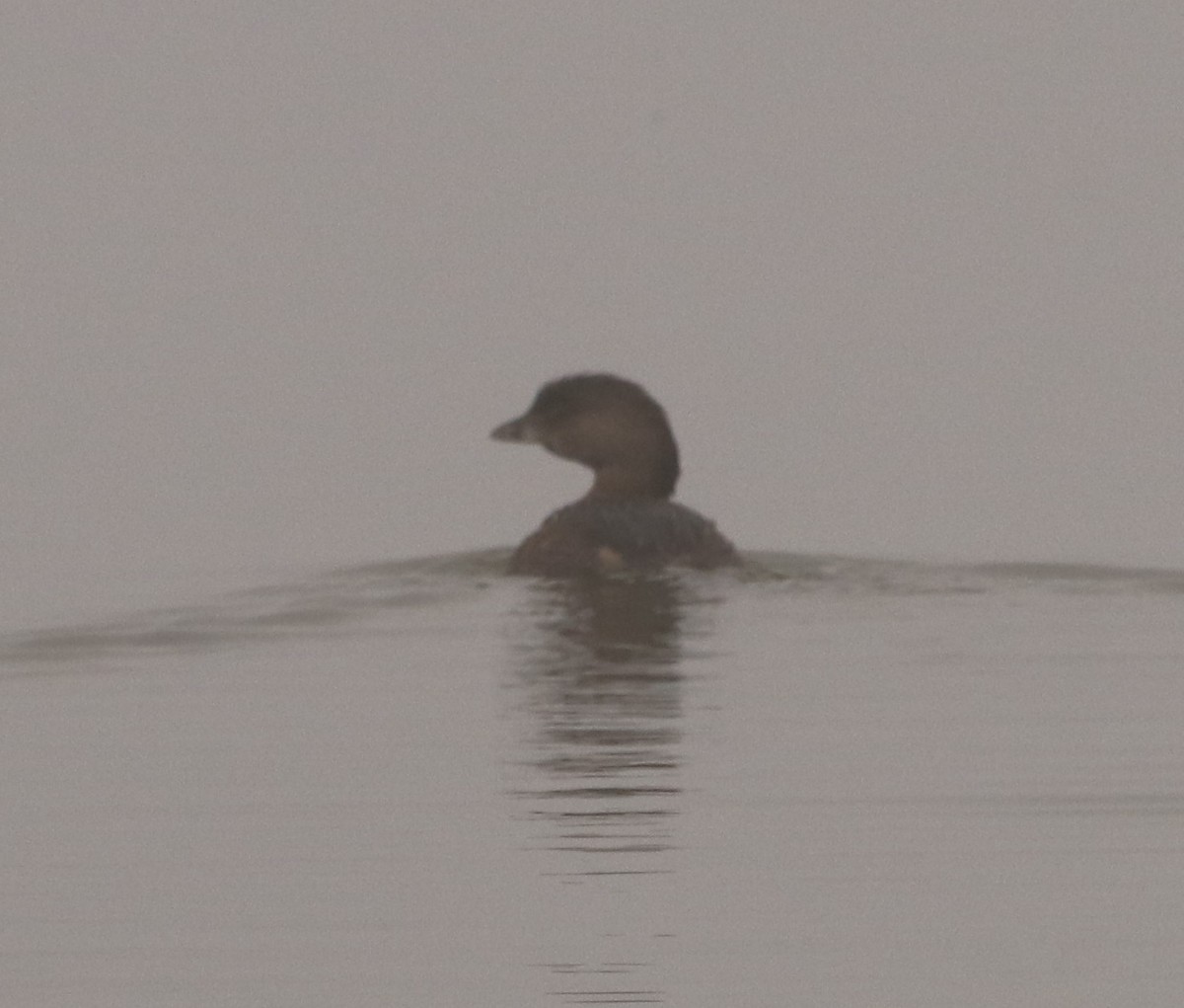 Pied-billed Grebe - ML367875671