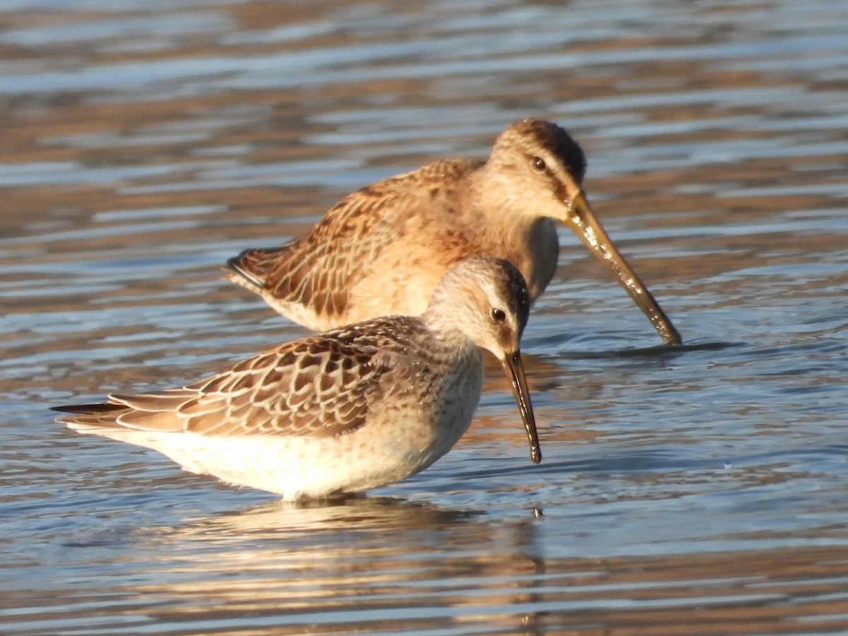 Stilt Sandpiper - Long-eared Owl