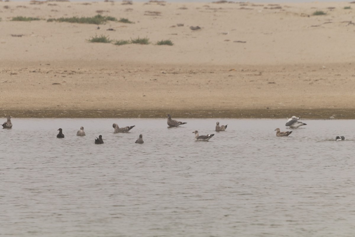 Heermann's Gull - ML367876871