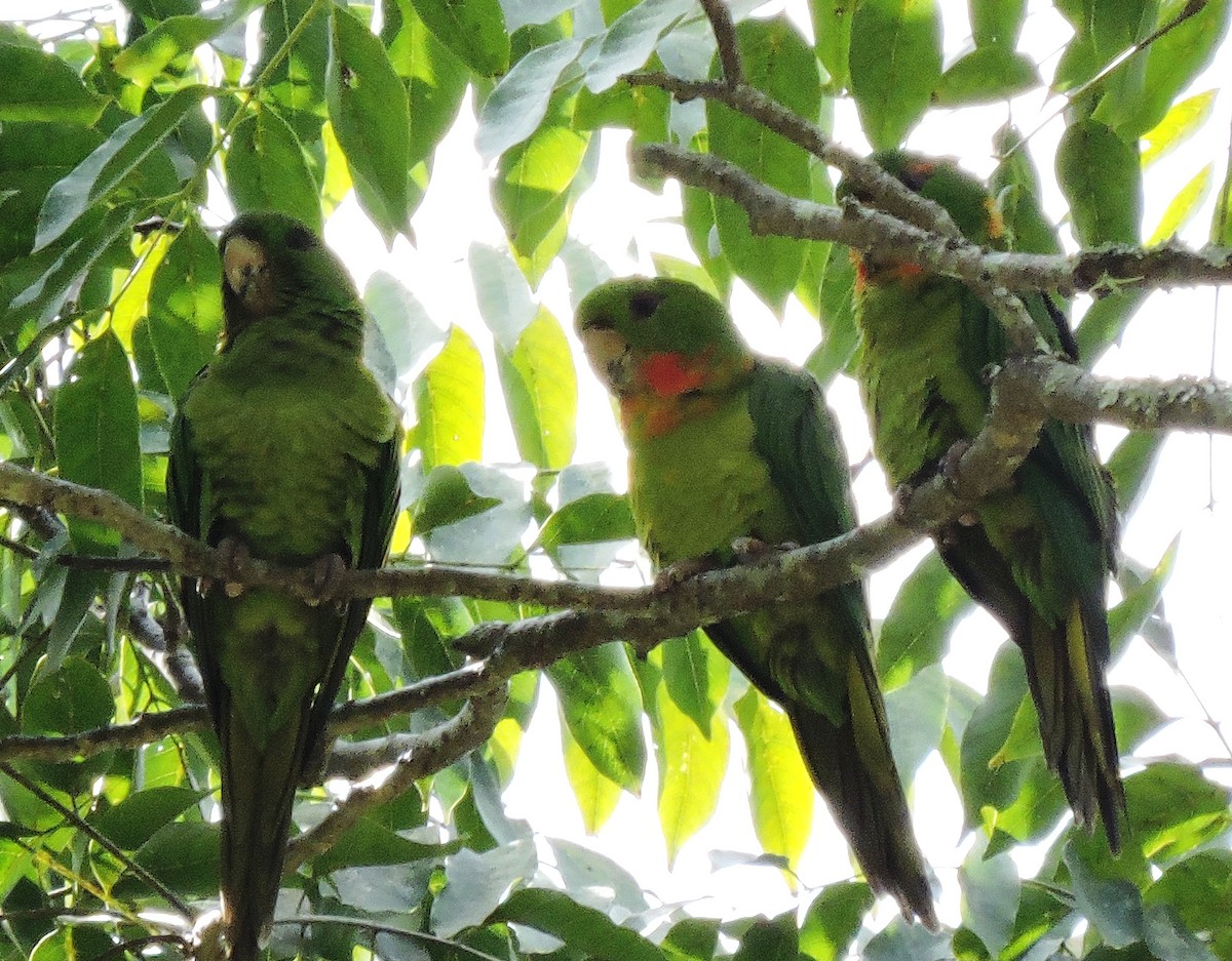 Green Parakeet (Red-throated) - ML36787741