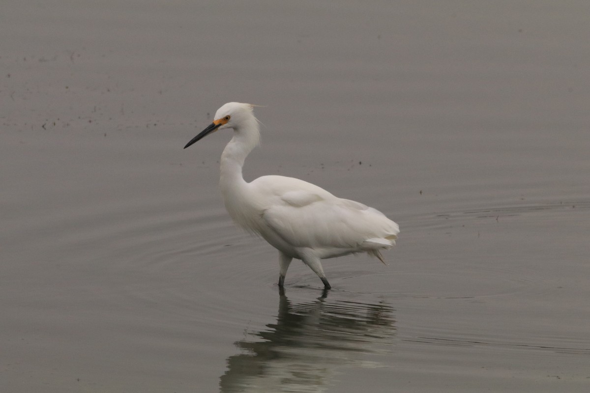 Snowy Egret - ML367877601