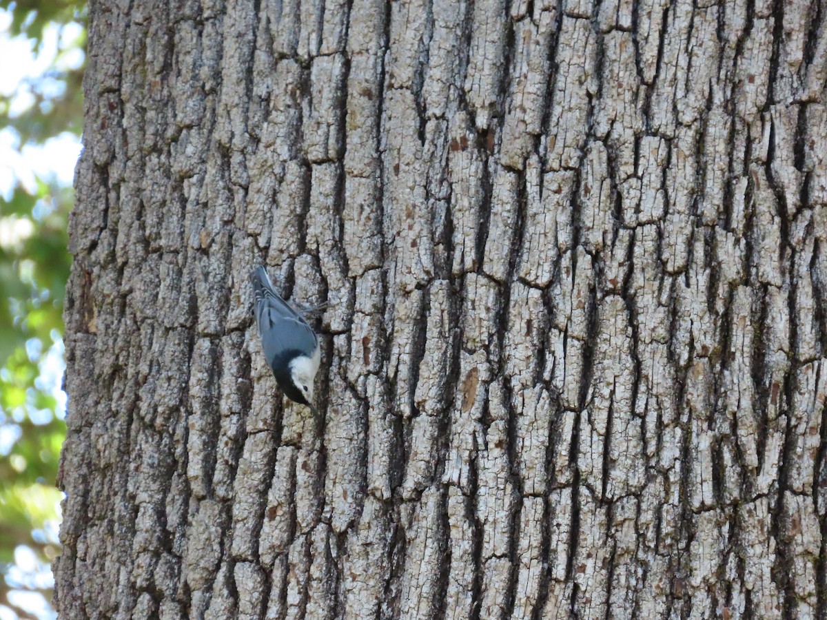 White-breasted Nuthatch - ML367878201