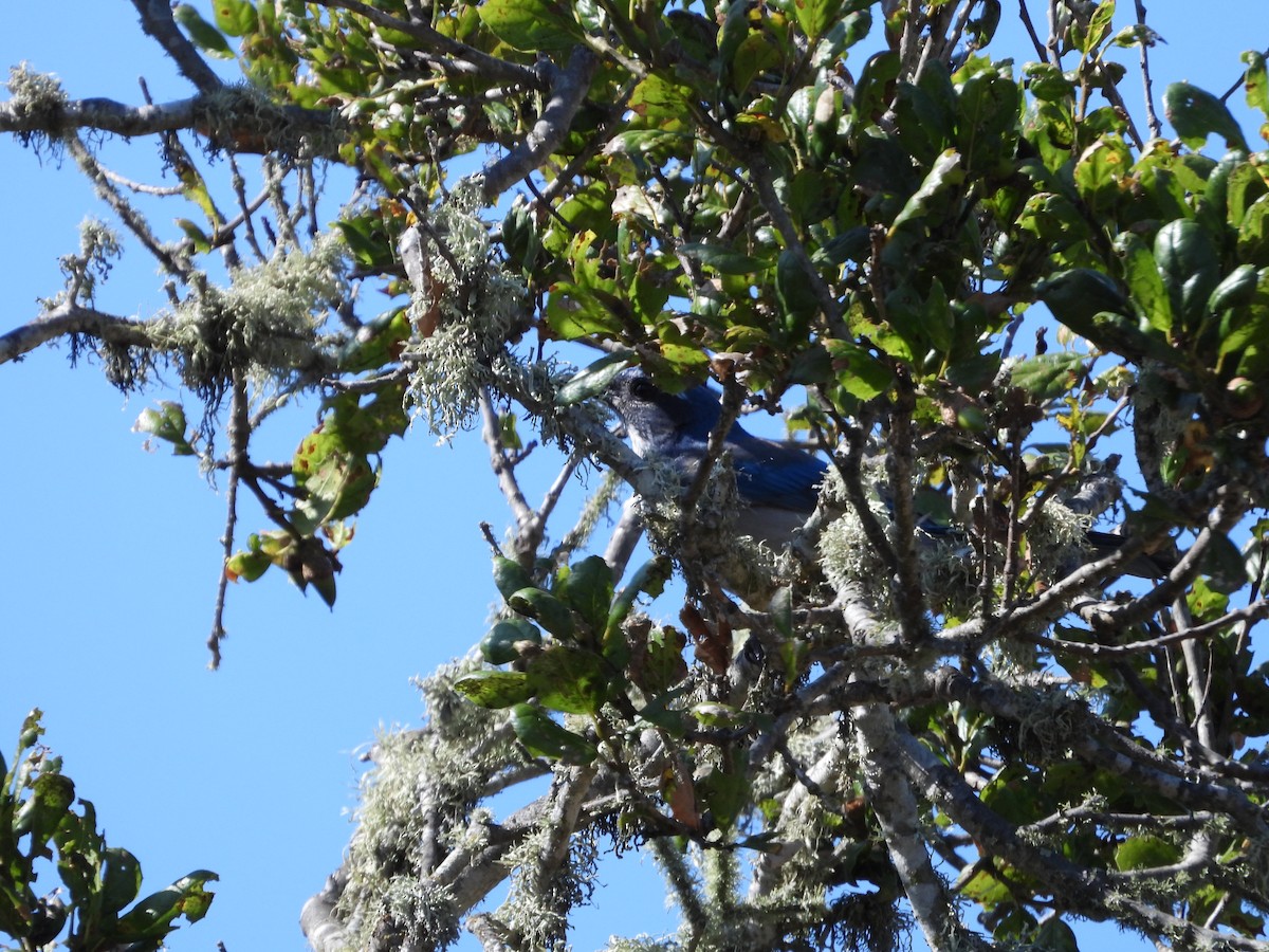 California Scrub-Jay - ML367878701