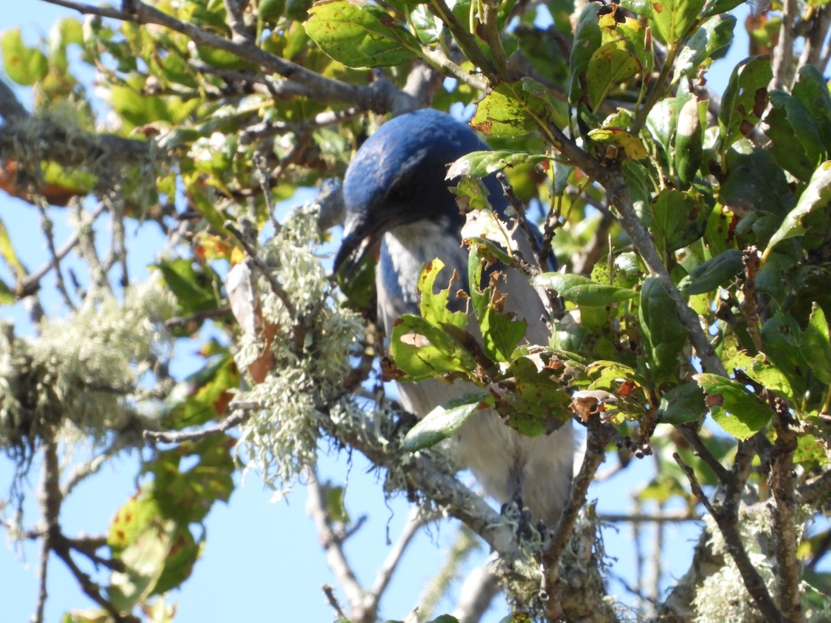 California Scrub-Jay - ML367878721