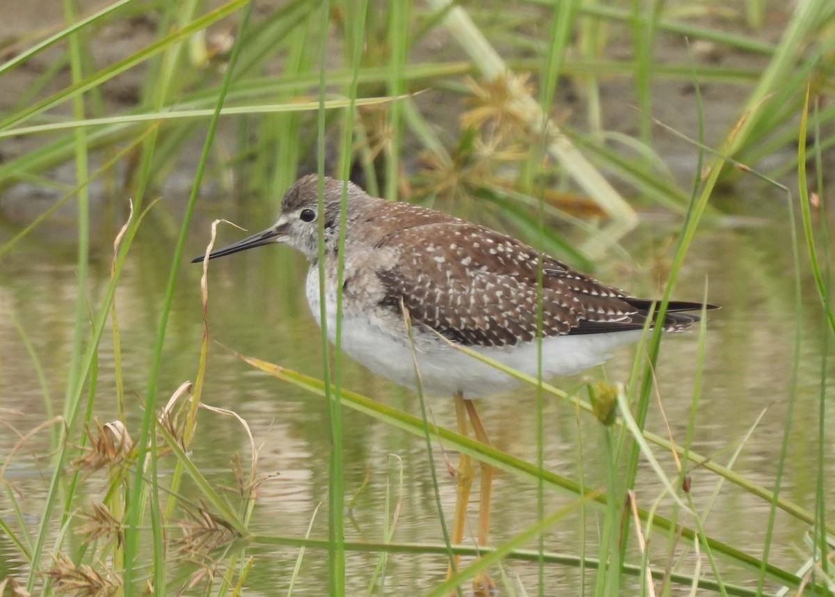 Lesser Yellowlegs - ML367880091