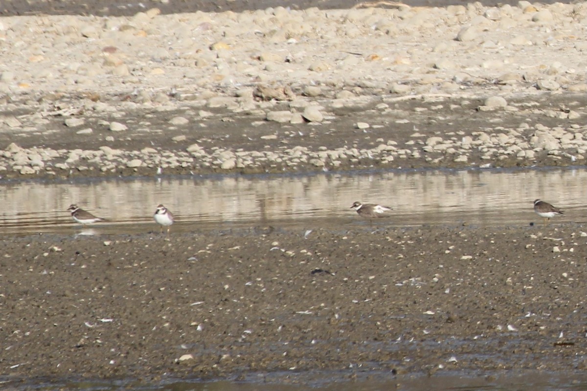 Semipalmated Plover - Michael Hedstrom