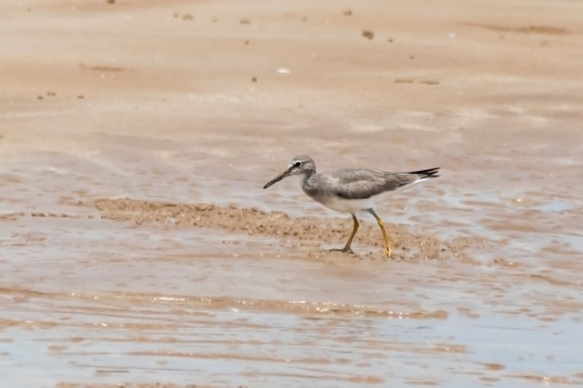 Gray-tailed Tattler - ML36788221