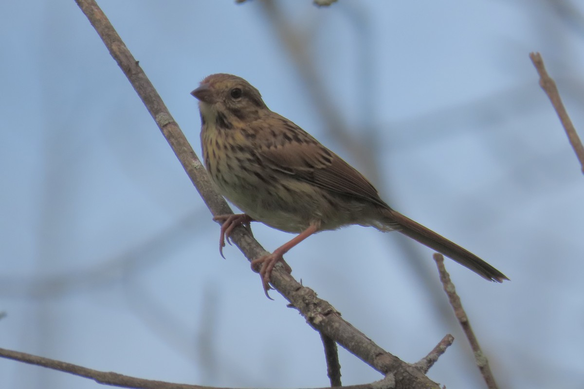 Song Sparrow - ML367882681