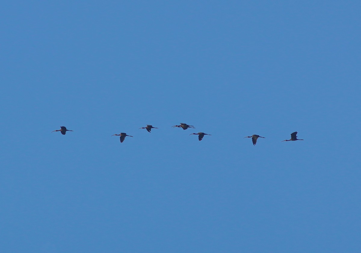 Glossy Ibis - Samim Akhter