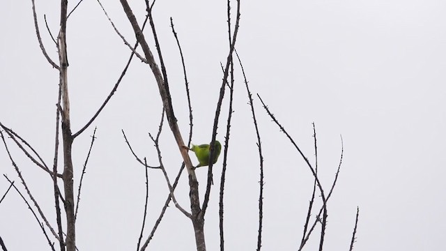 Vernal Hanging-Parrot - ML367885171