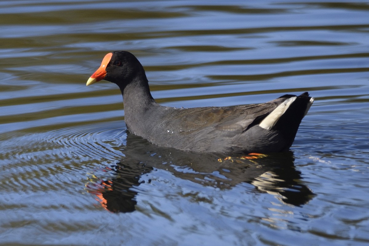 Dusky Moorhen - ML367885781