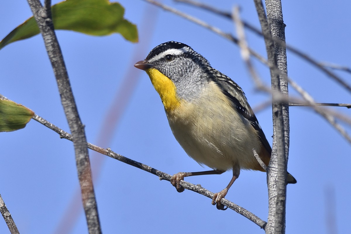 Spotted Pardalote (Spotted) - Anthony Katon