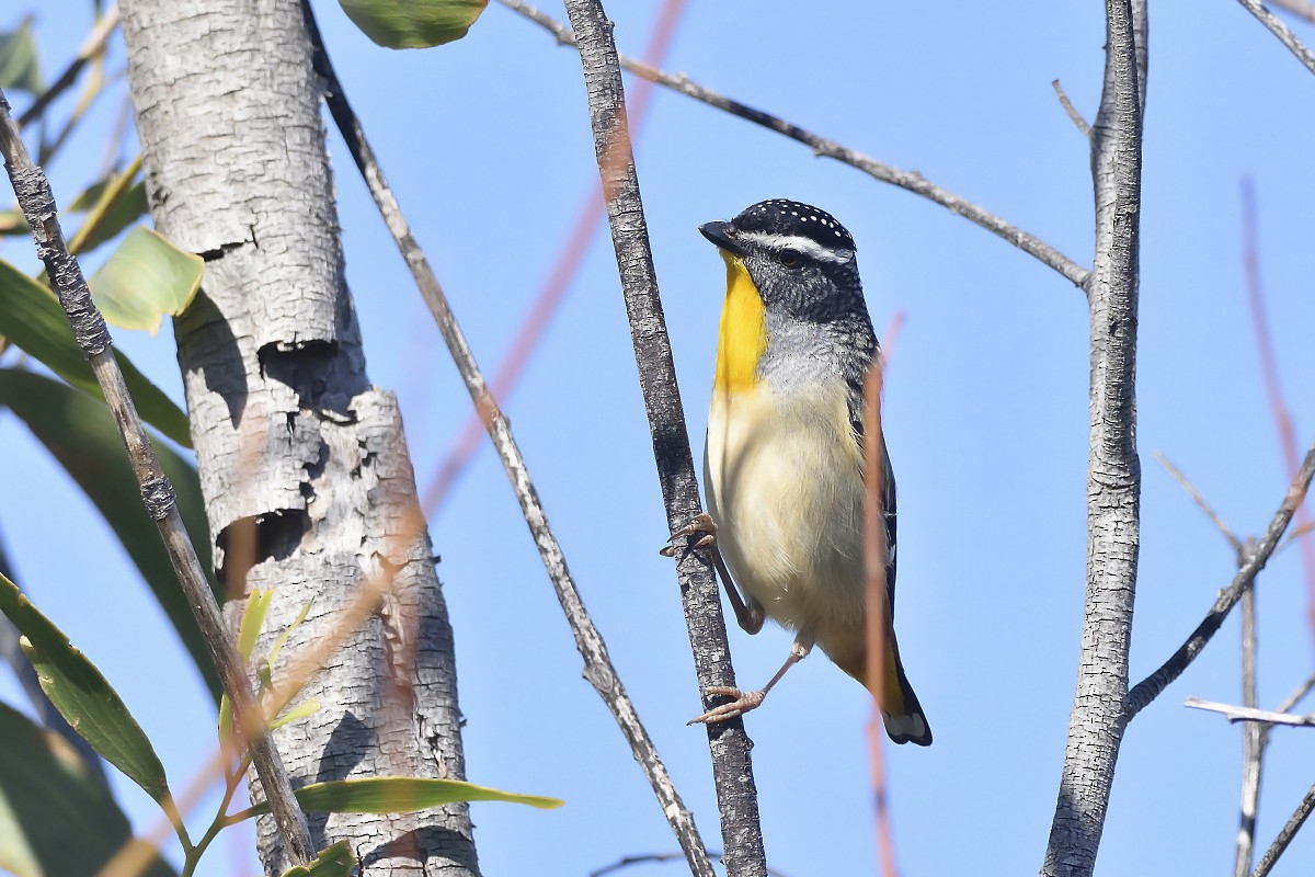 Fleckenpanthervogel (punctatus) - ML367885851