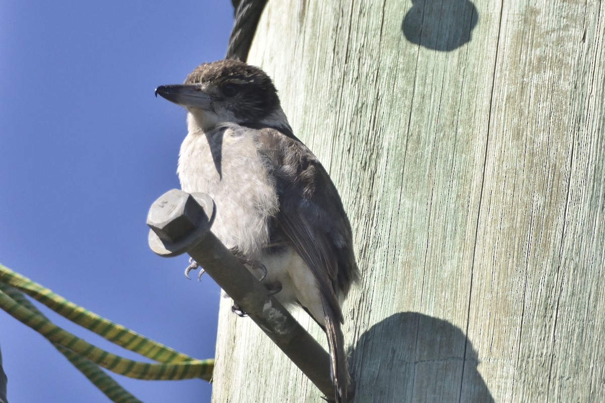 Gray Butcherbird - ML367885861