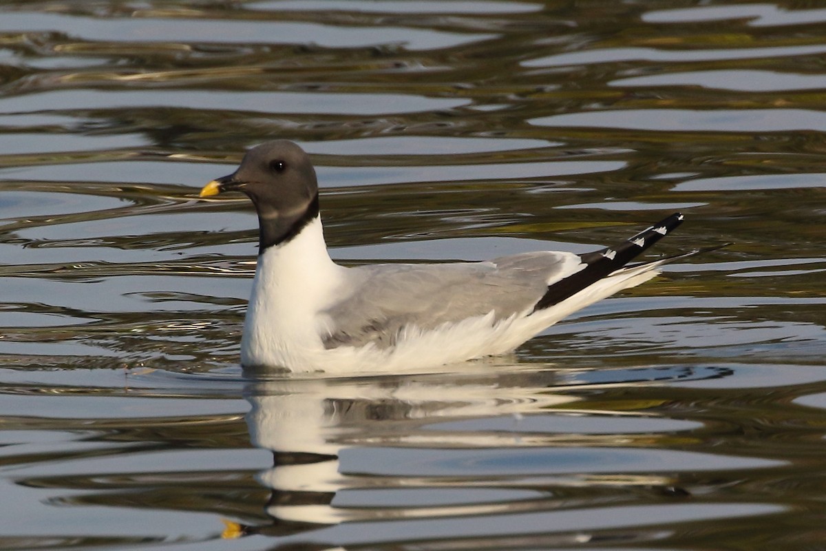 Sabine's Gull - Rob Lowry