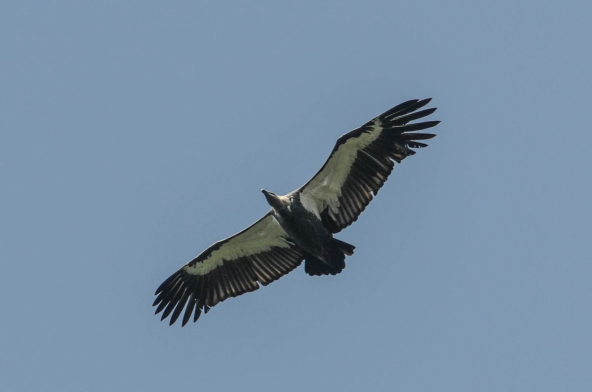 White-rumped Vulture - Nikolaj Mølgaard Thomsen