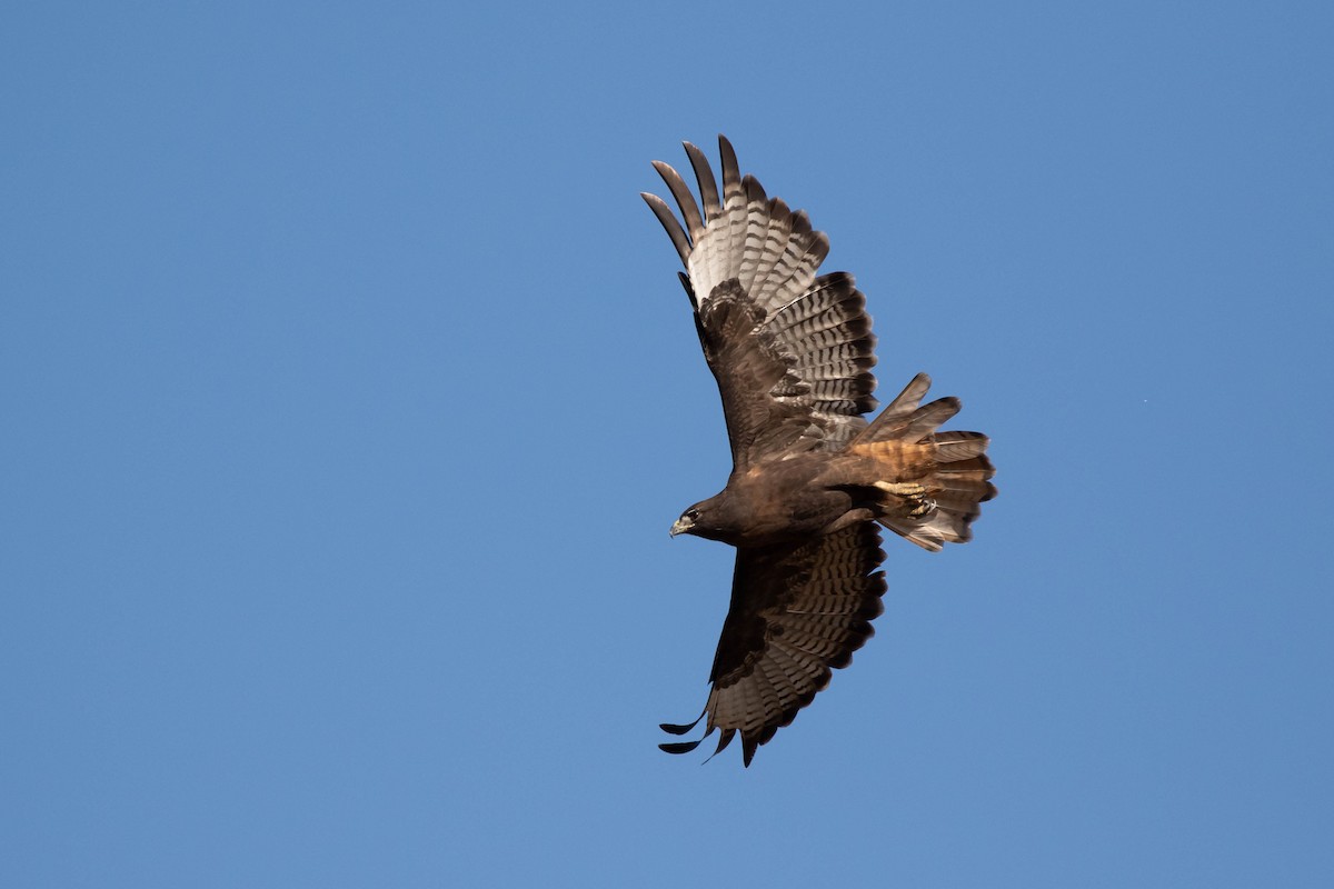 Red-tailed Hawk (calurus/alascensis) - ML367887151