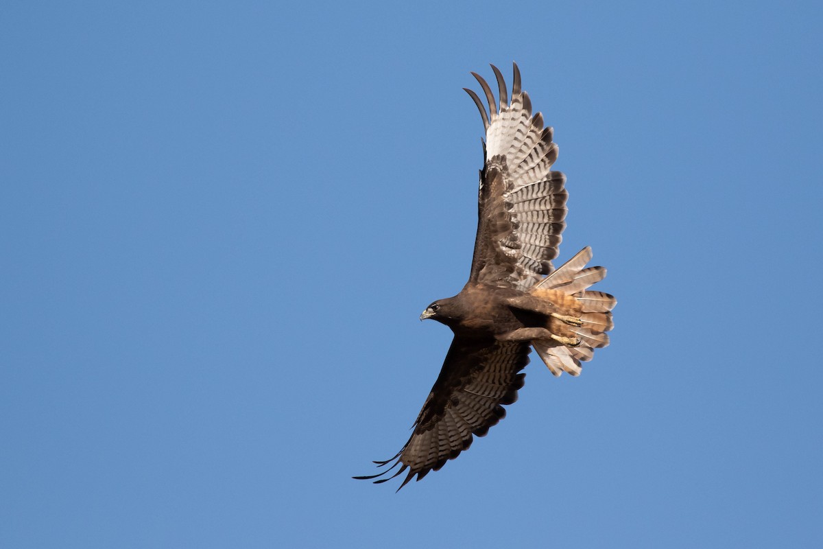 Red-tailed Hawk (calurus/alascensis) - ML367887161