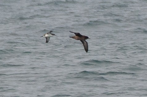 Manx Shearwater - ML367887391