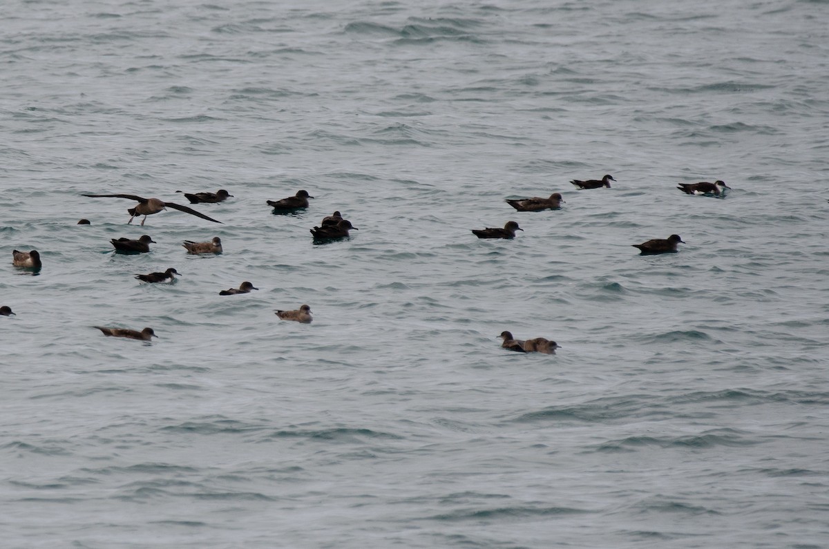 Manx Shearwater - Zeke Smith