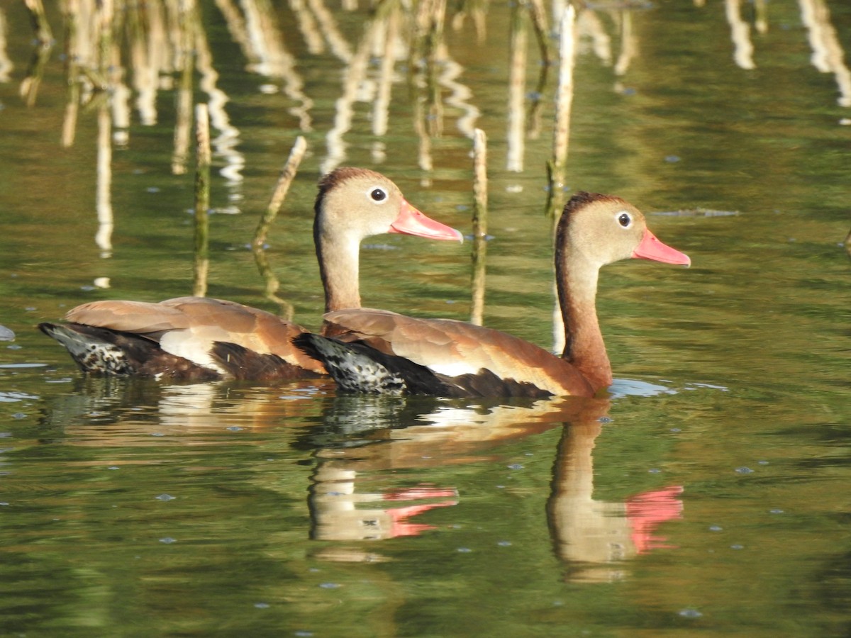 Dendrocygne à ventre noir - ML367887641