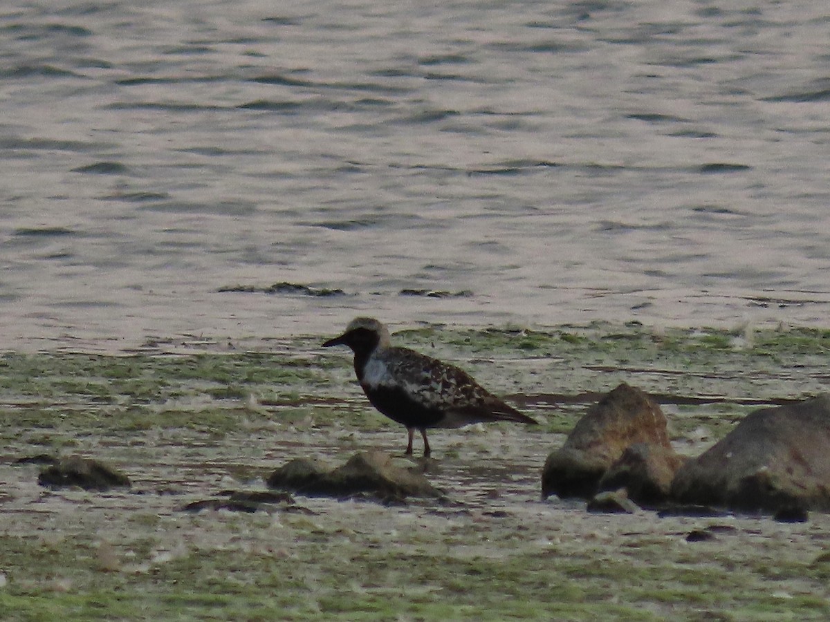 Black-bellied Plover - ML367888061