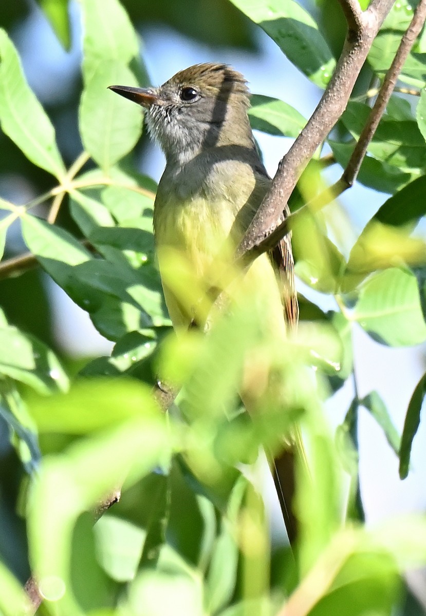 Great Crested Flycatcher - ML367888751