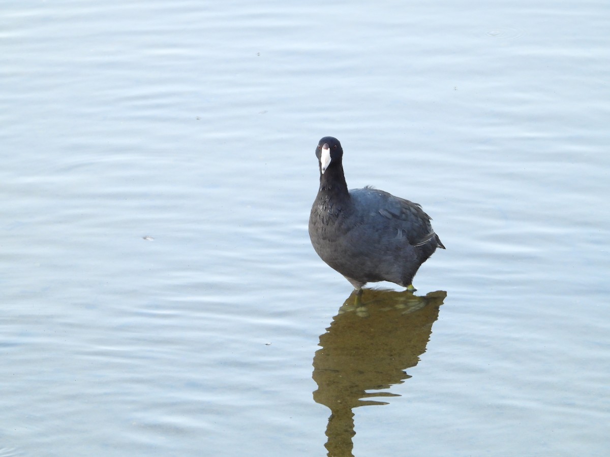 American Coot - Howard Friedman