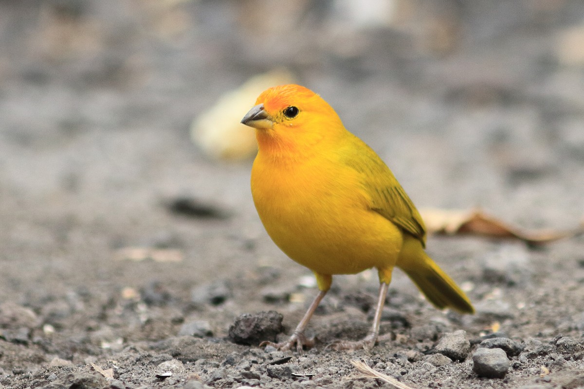 Saffron Finch - ML367894071