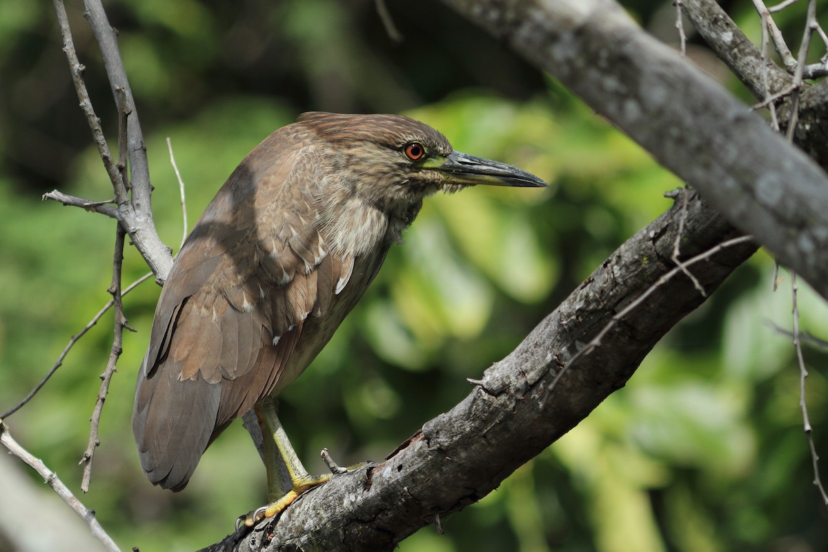 Black-crowned Night Heron - ML367894111