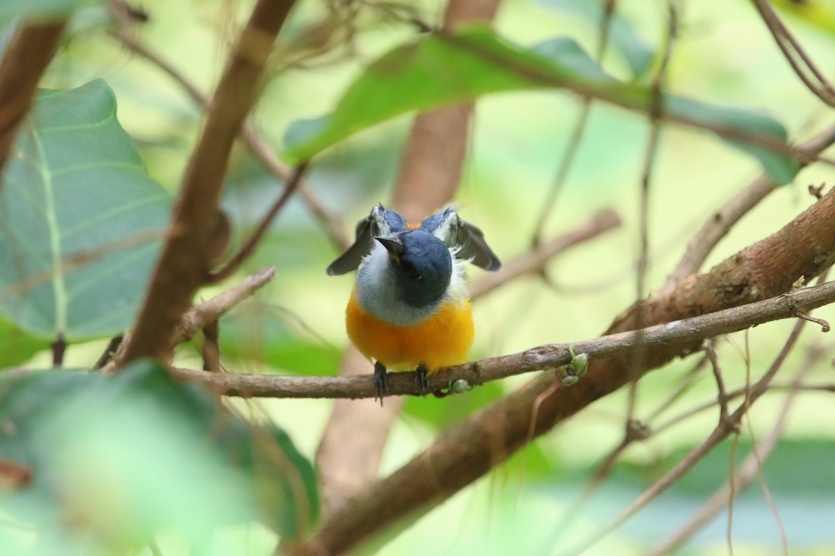 Orange-bellied Flowerpecker - ML367895091