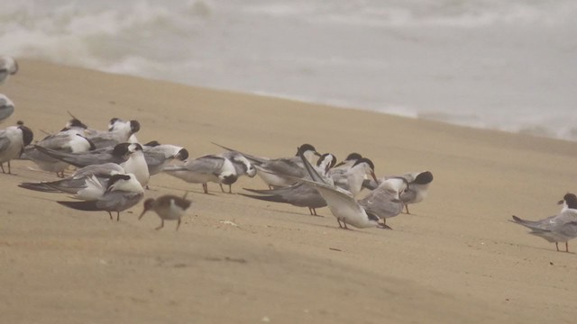 שחפית בלתי-מזוהה - ML367895321