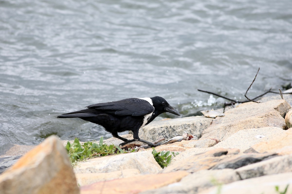 Collared Crow - Ting-Wei (廷維) HUNG (洪)