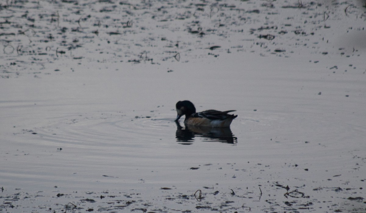 Chiloe Wigeon - ML367896011