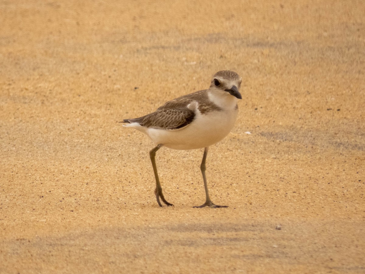 Greater Sand-Plover - ML367897751